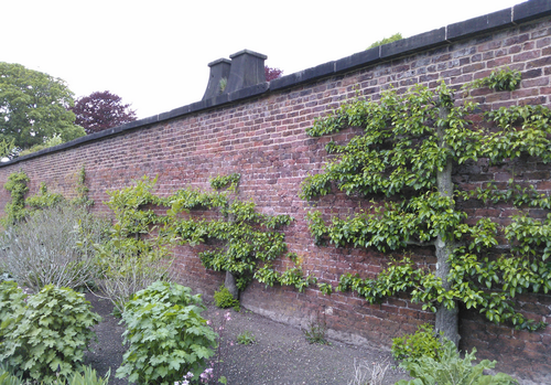 Отапливаемая фруктовая стена огороженного огорода Croxteth Hall в Ливерпуле.