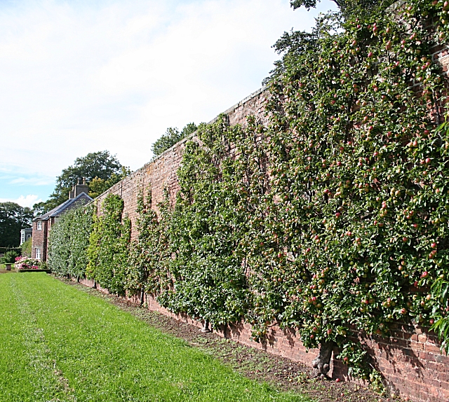 Фруктовая стена в Англии. Википедия Commons.