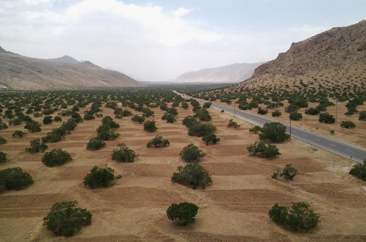Производство инжира на неорошаемых землях (засушливые земли) в Ширазе, Иран. Фото: Али Сархош, UF/IFAS