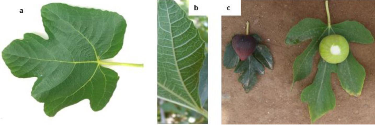  Морфология листьев фигового дерева, а) верхняя сторона, б) нижняя сторона и в) различная морфология листьев у разных сортов.