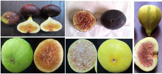 Цвет кожицы плодов различных сортов инжира. Фото: Али Сархош, UF/IFAS