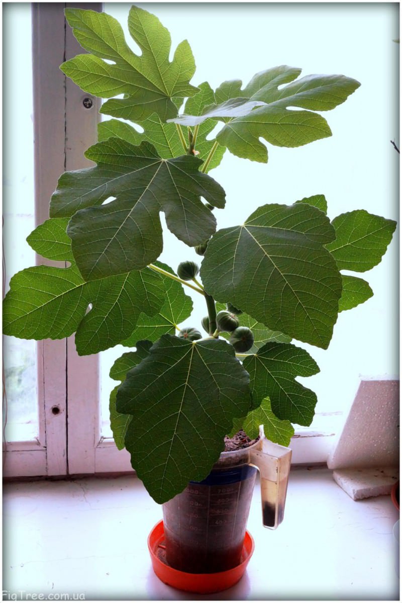 Домашний красавец, инжир Буржасот < FigTree