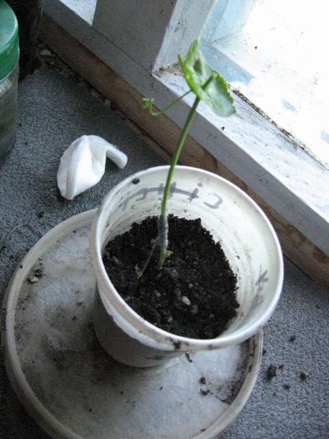 Grafting Passiflora