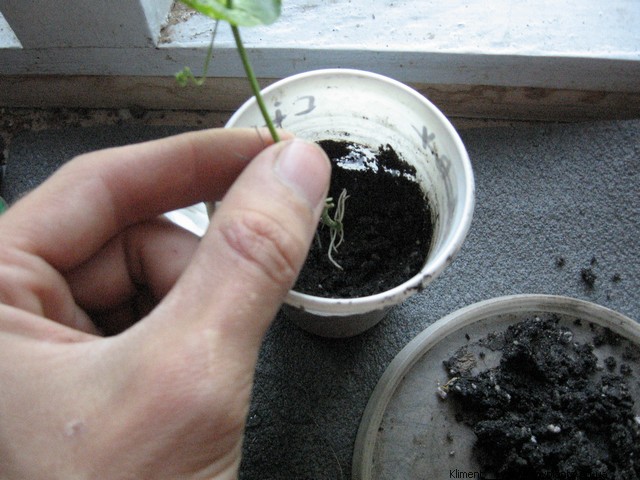 Grafting Passiflora