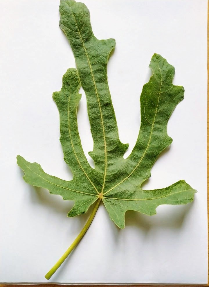 Желтый апшеронский инжир лист